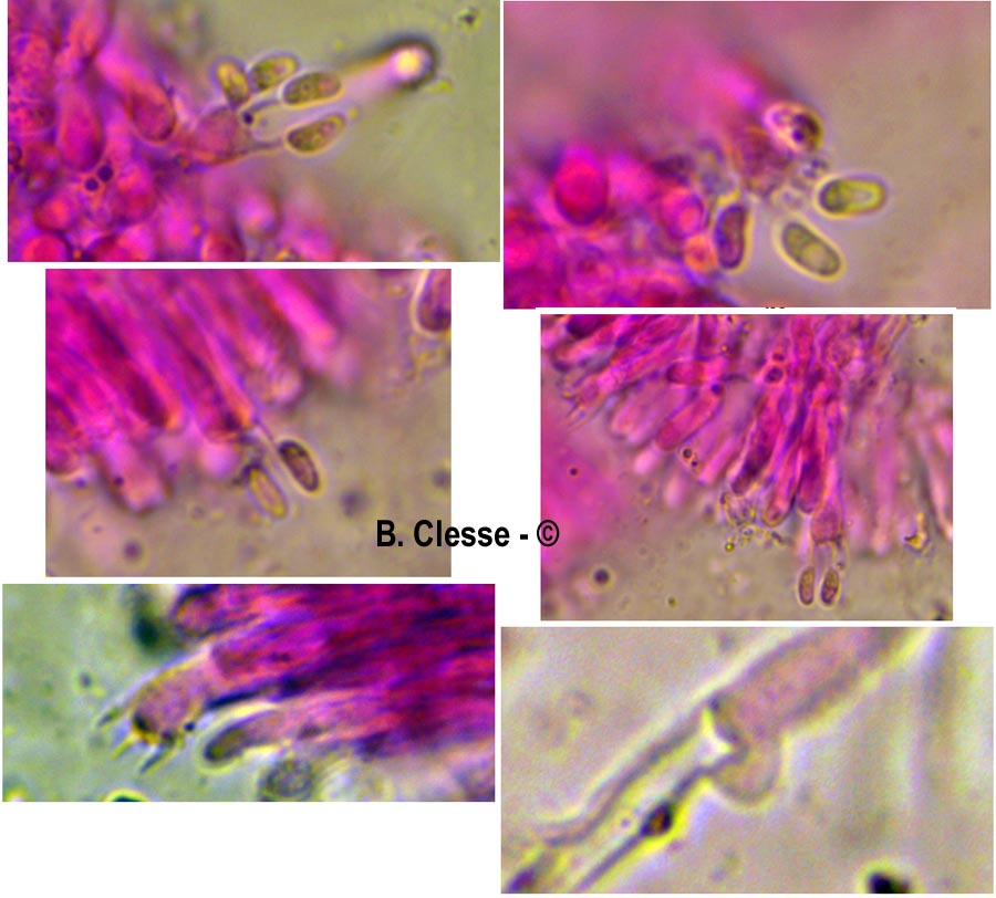Phlebia rufa