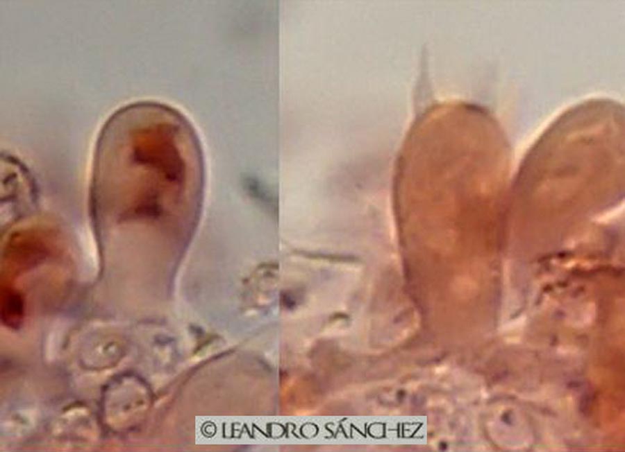 Phlebiella ardosiaca (Xenasmatella ardosiaca)