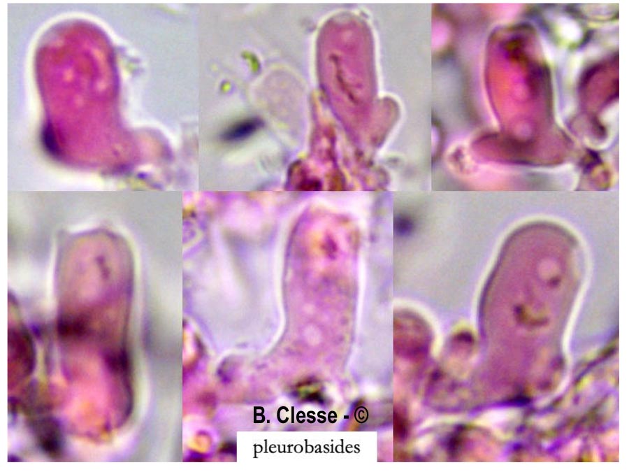Xenasmatella fibrillosa (Phlebiella fibrillosa)