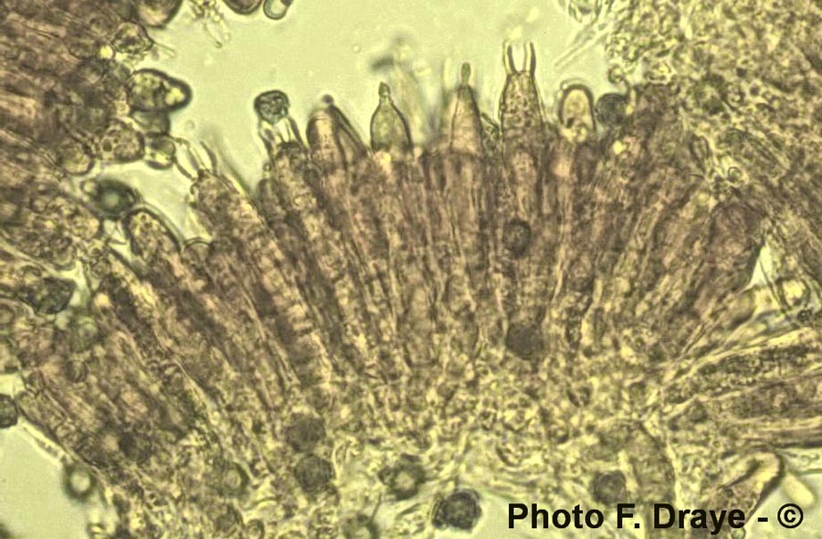 Russula flavispora