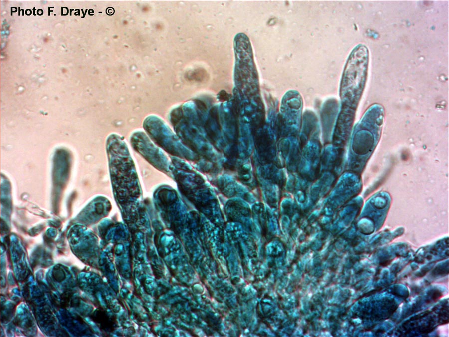 Russula trachyspora