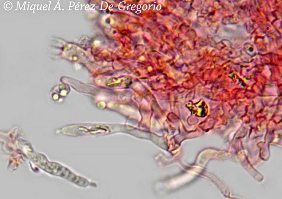 Scytinostromella olivaceoalba (Confertobasidium olivaceoalbum)