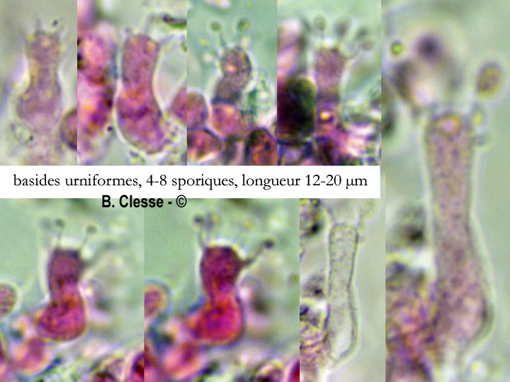 Sistotrema brinkmannii