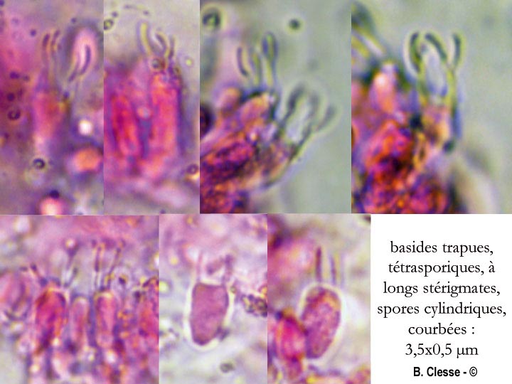 Skeletocutis semipileata (Skeletocutis nivea)