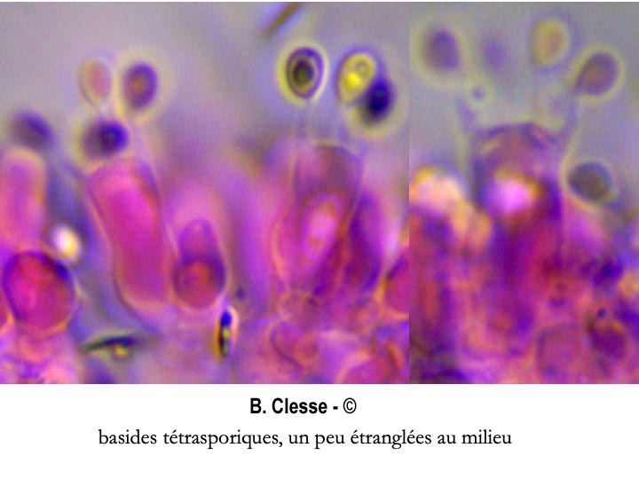 Trechispora cohaerens