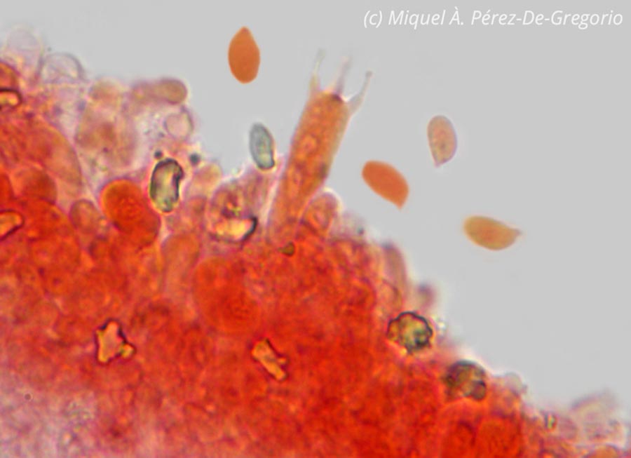 Trichocybe puberula