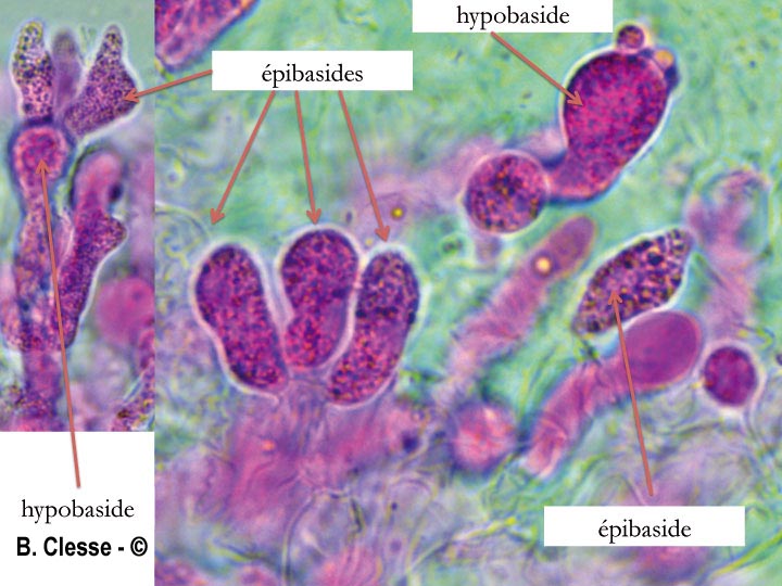 Tulasnella violea