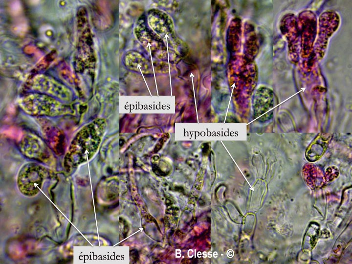 Tulasnella violea