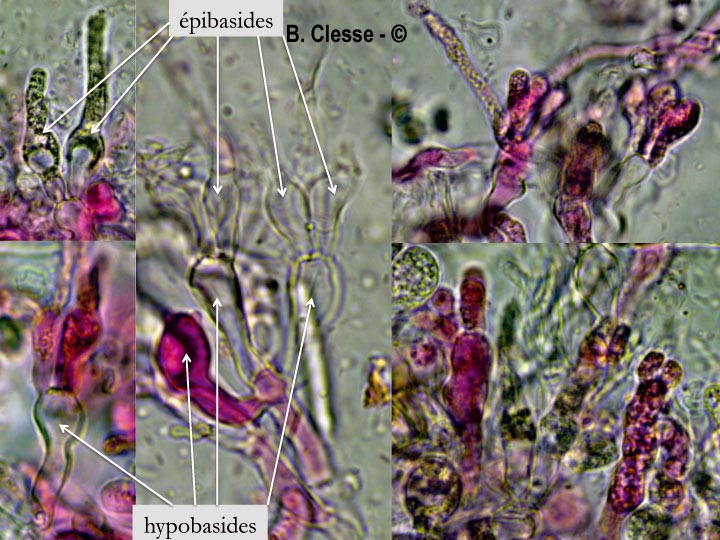 Tulasnella violea