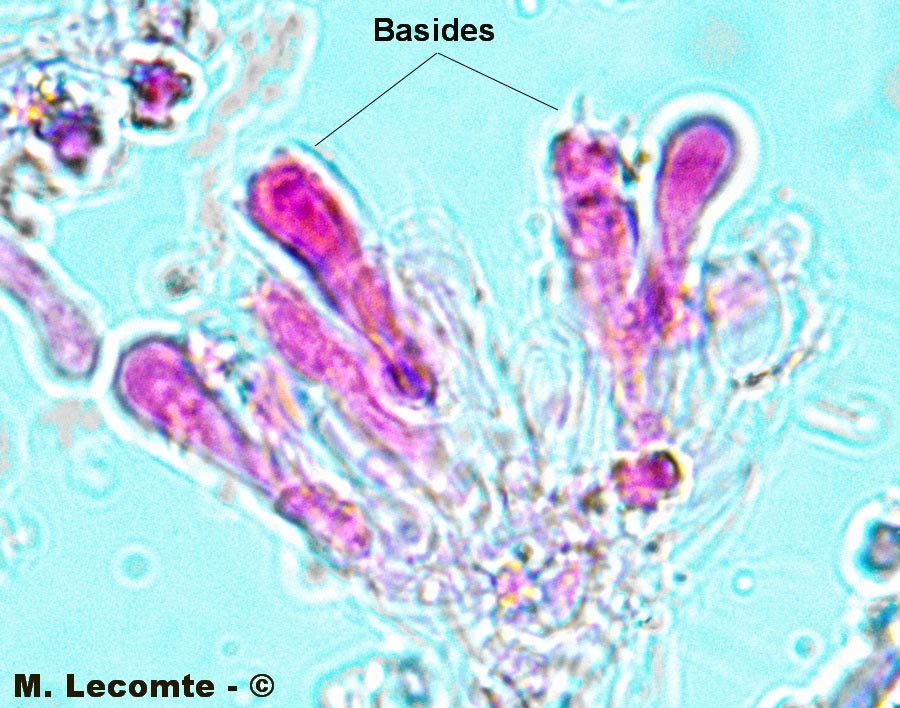 Tylospora fibrillosa