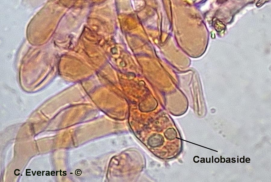 Xerocomus porosporus