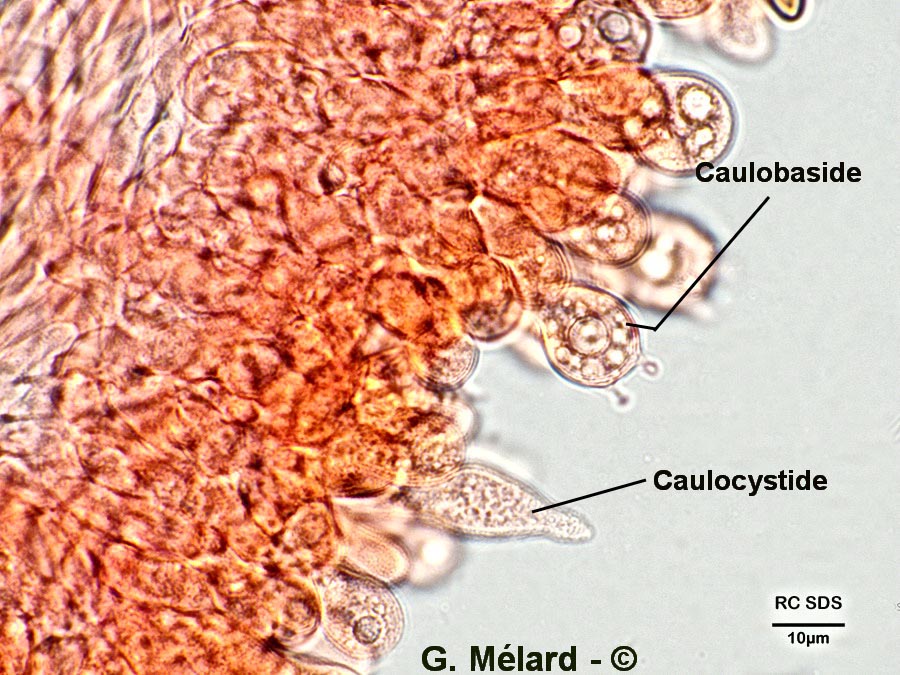 Xerocomus porosporus