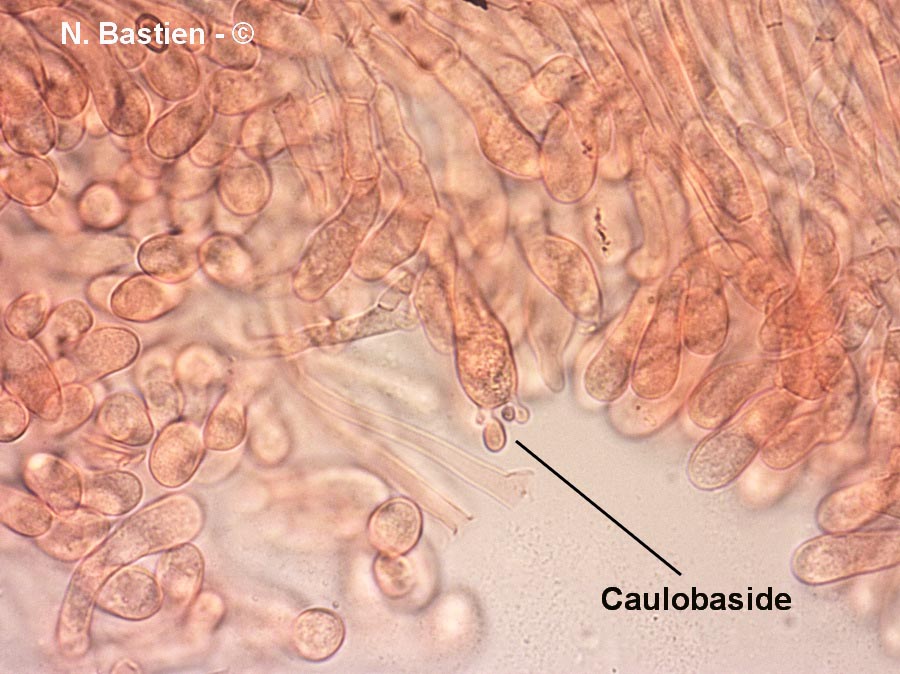 Xerocomus porosporus