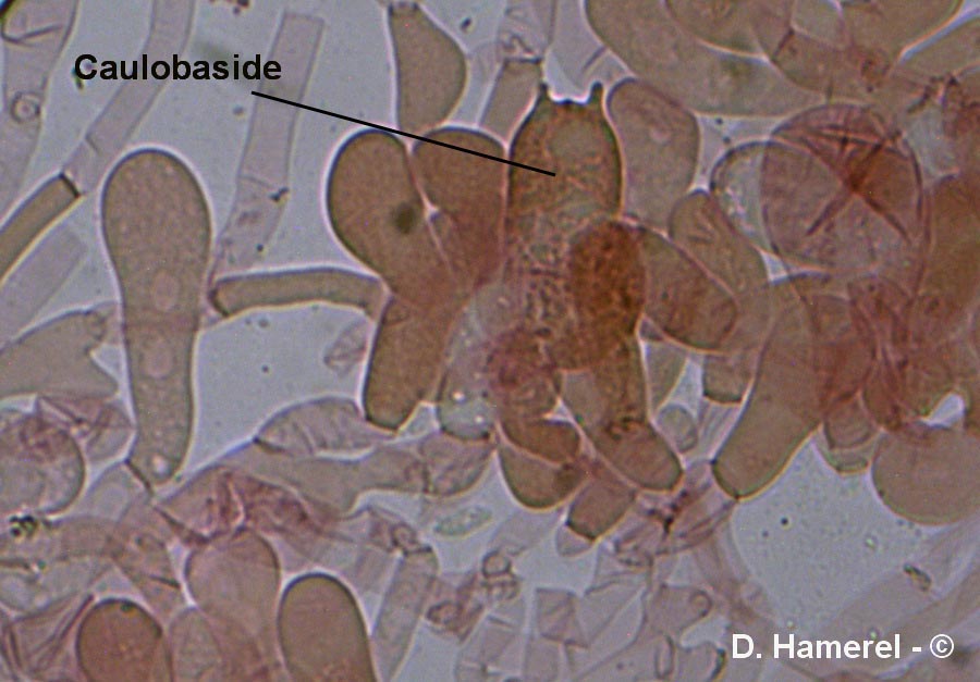 Xerocomus porosporus