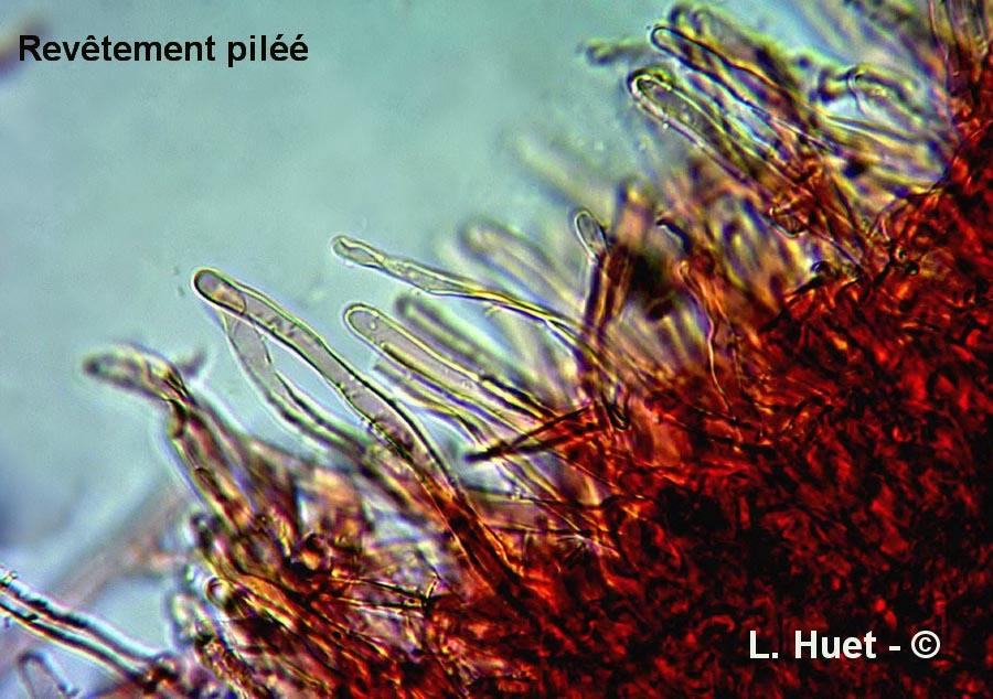 Bjerkandera adusta