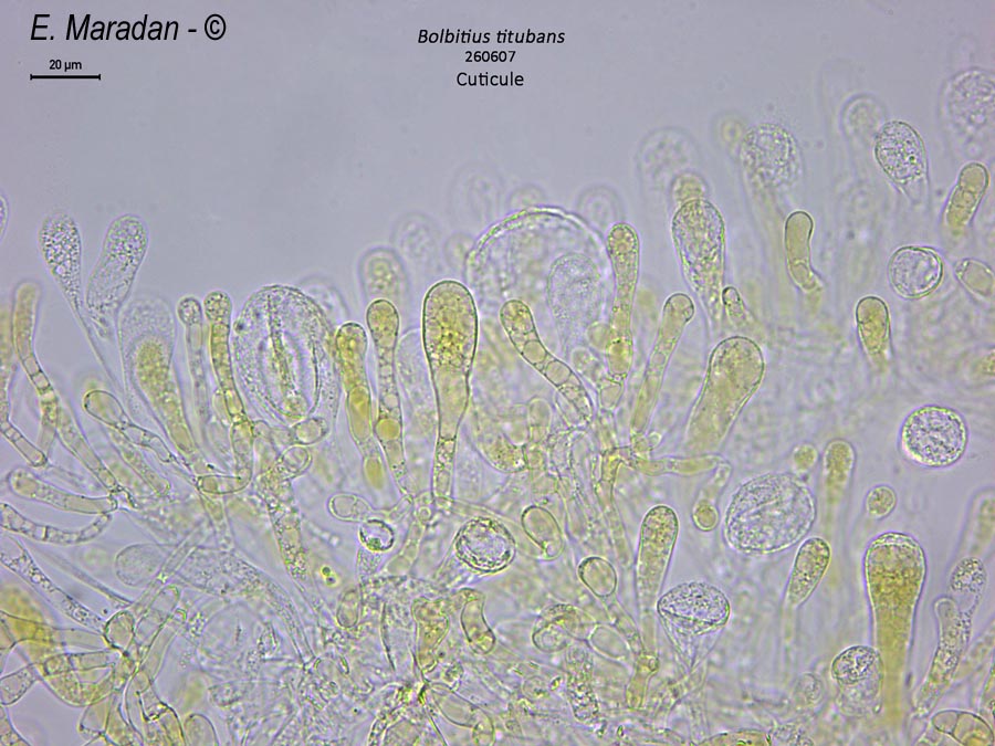 Bolbitius titubans (Bolbitius vitellinus)