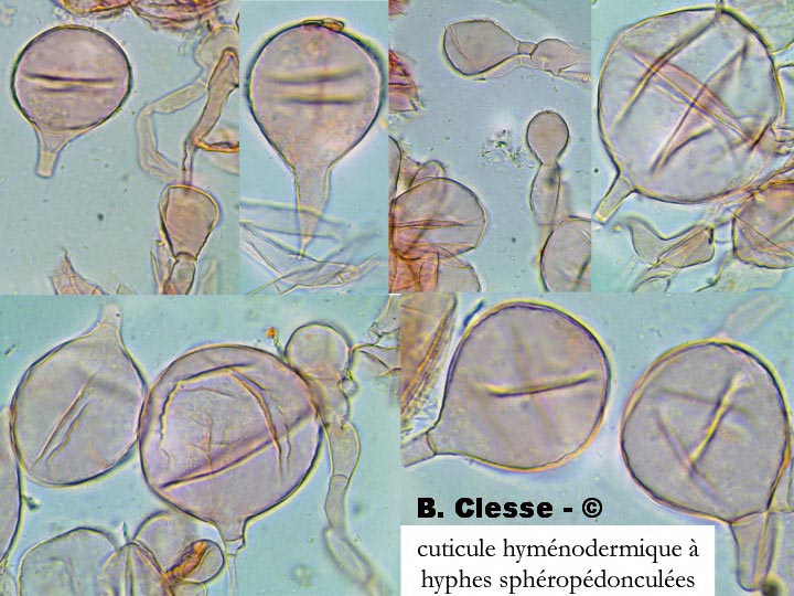 Camarophyllopsis phaeoxantha