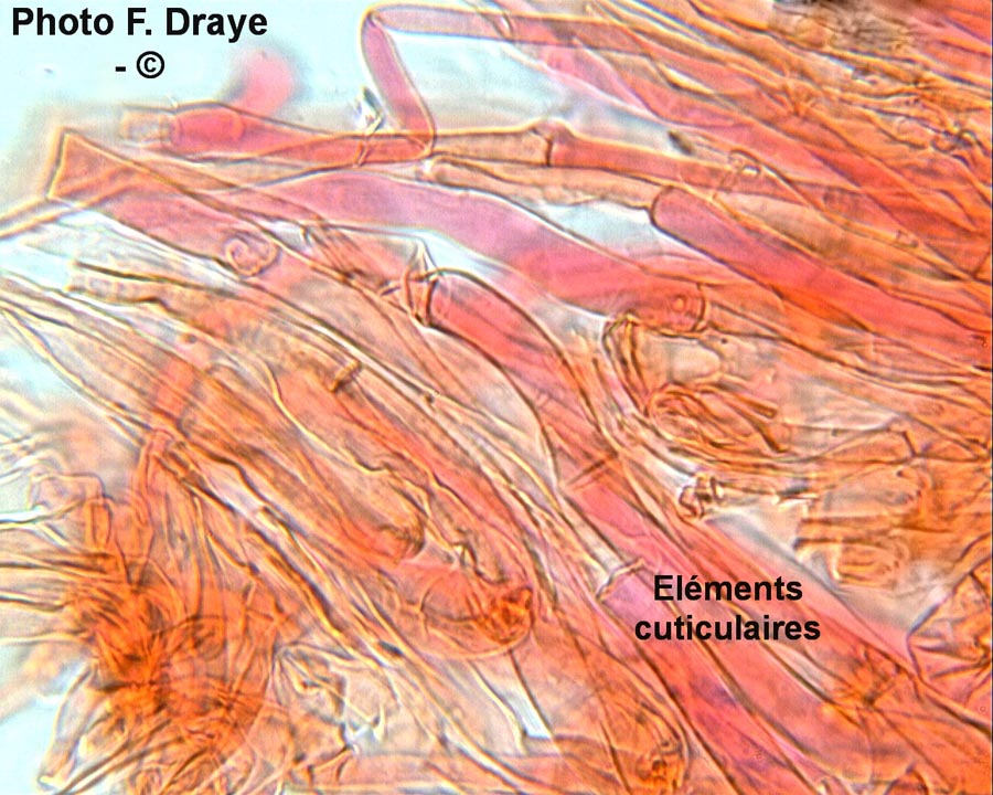 Clitocybe geotropa (Infundibulicybe geotropa)