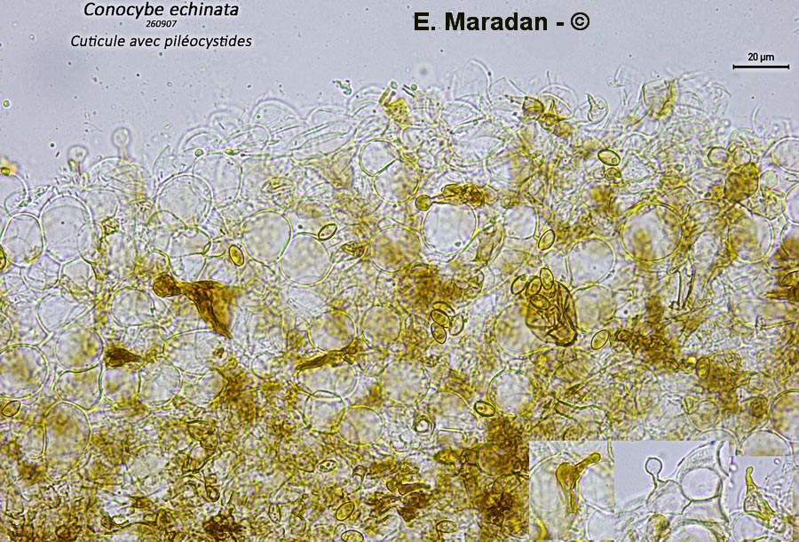 Conocybe echinata