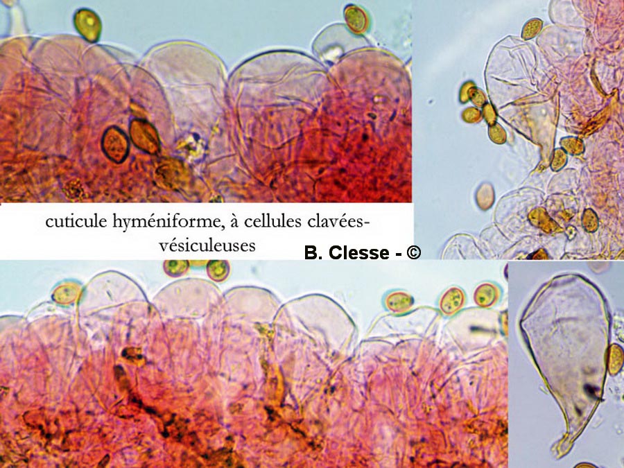 Conocybe hexagonospora