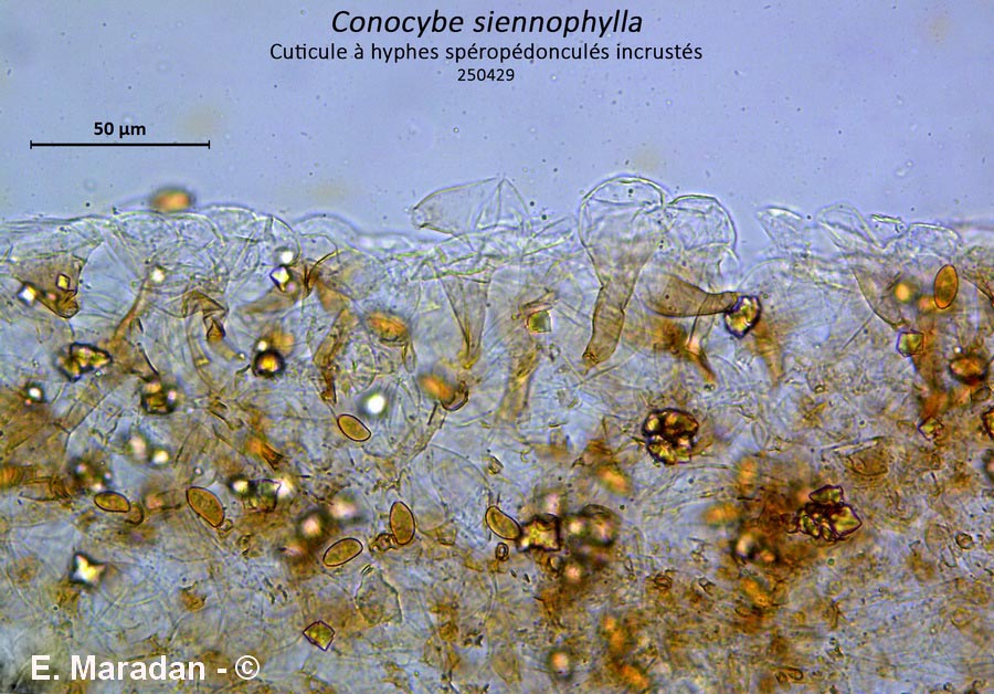 Conocybe siennophylla