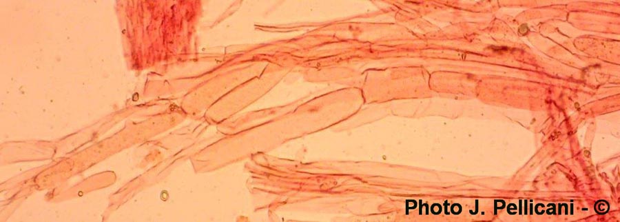 Entoloma incanum (J. Pellicani)