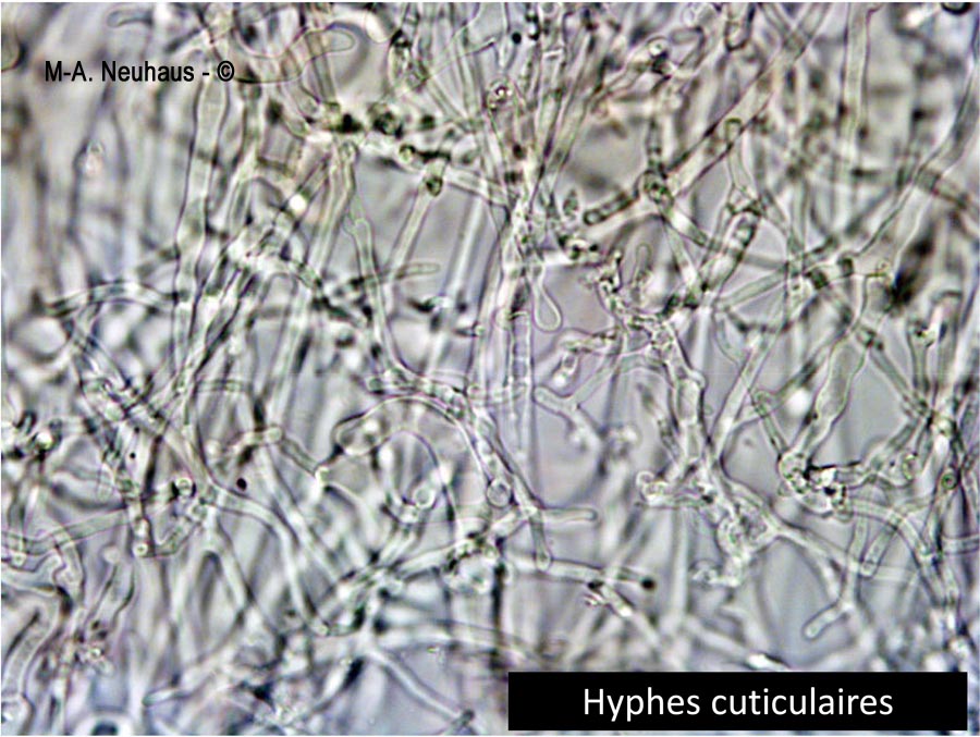 Hohenbuehelia geogenia
