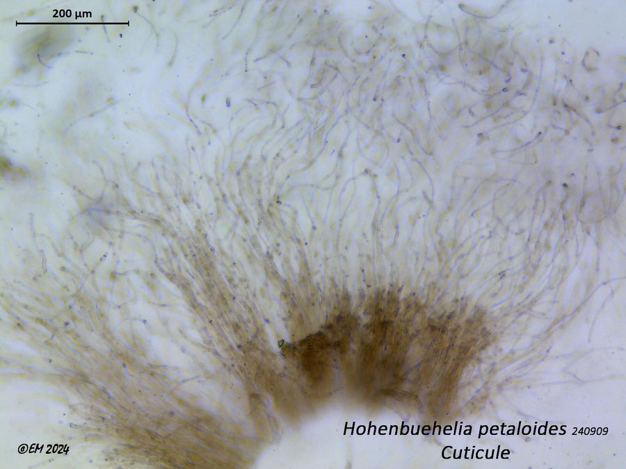 Hohenbuehelia petaloides (Hohenbuehelia geogenia)