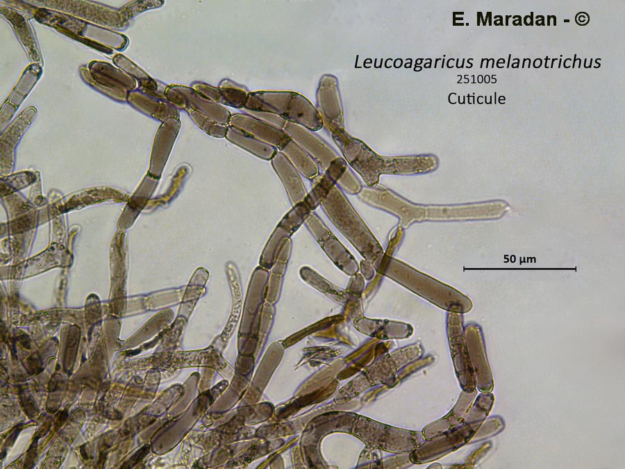Leucoagaricus melanotrichus
