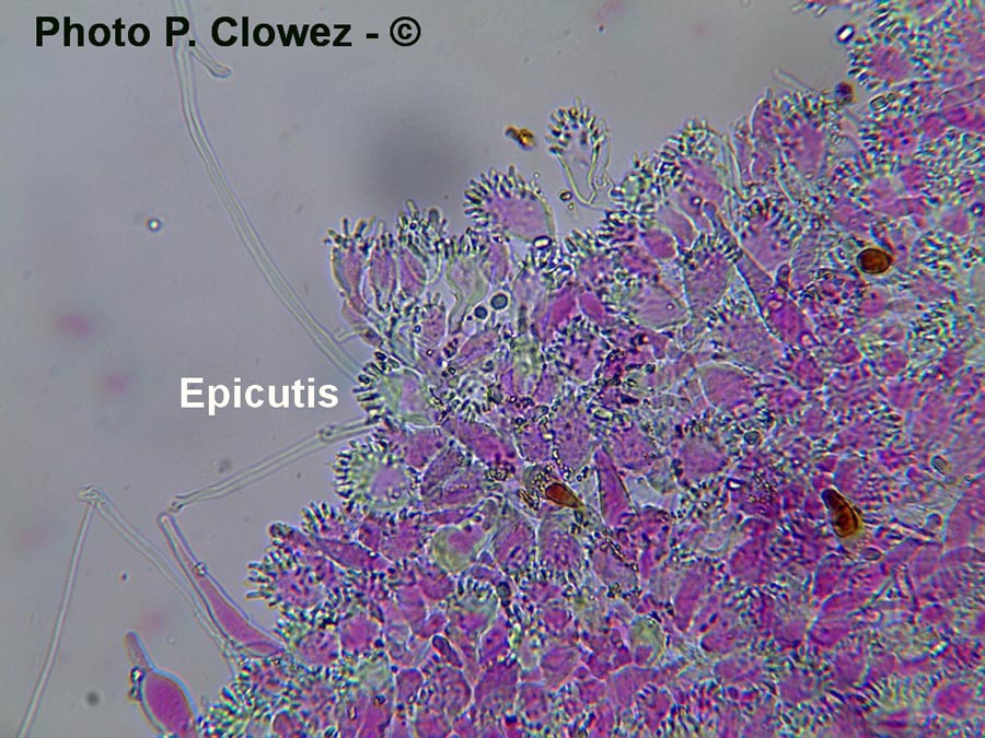 Marasmius epiphylloides