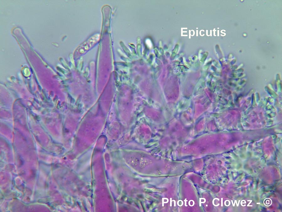 Marasmius epiphylloides