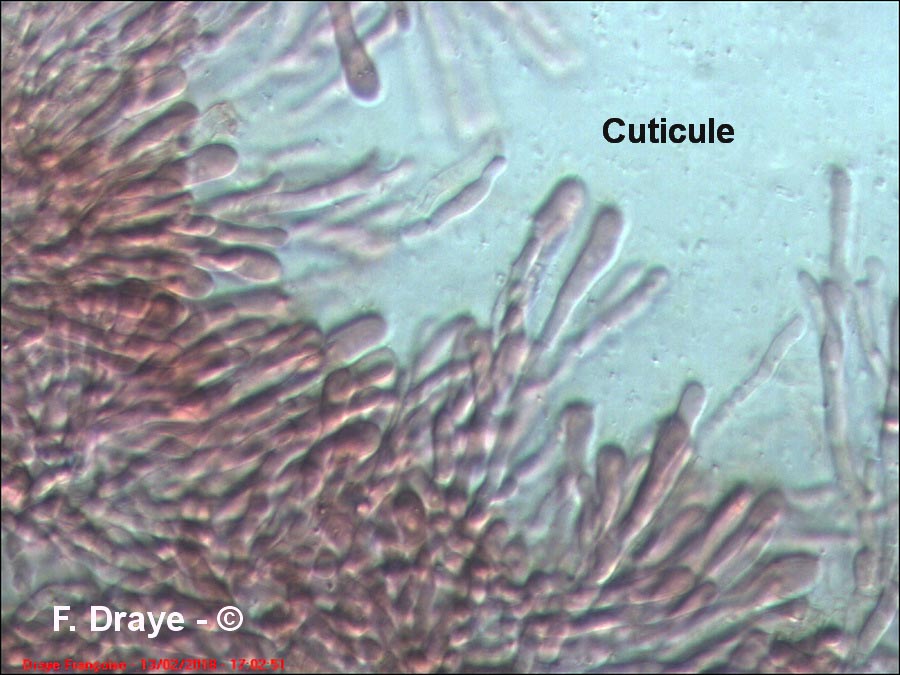 Meruliopsis corium (Byssomerulius corium)