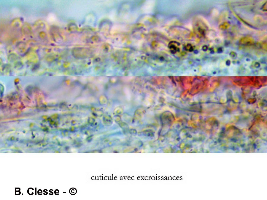 Mycena capillaripes