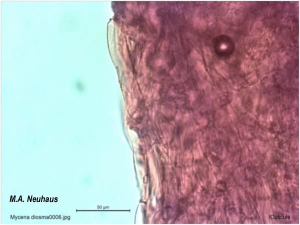 Mycena diosma