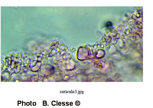 Mycenella bryophila (B. Clesse)
