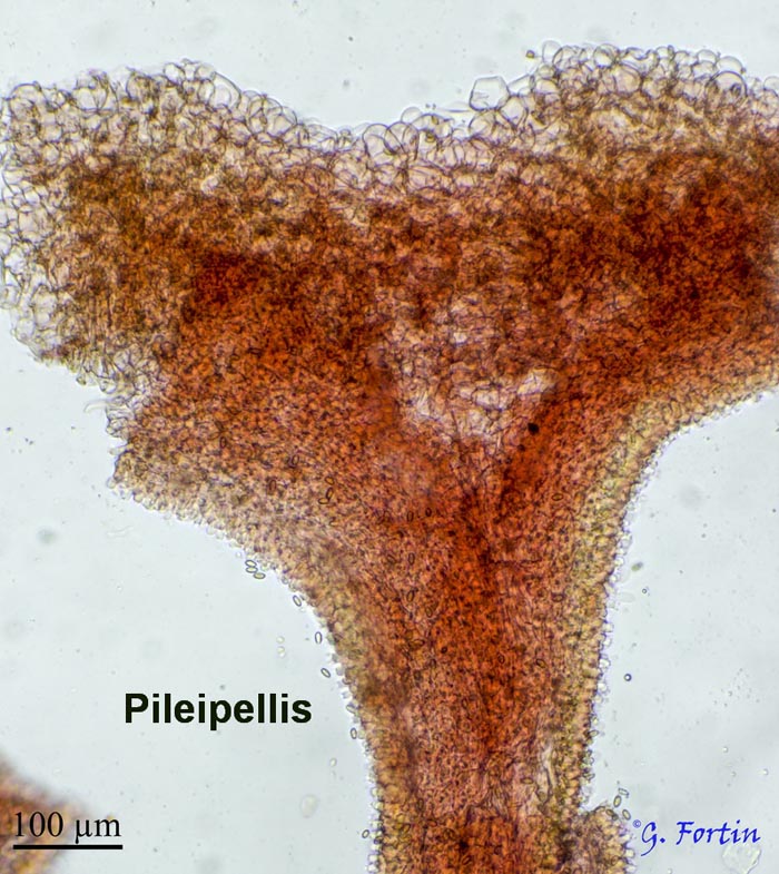 Pholiotina rugosa (Conocybe rugosa)