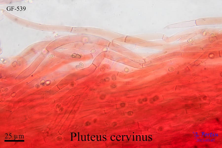 Pluteus cervinus