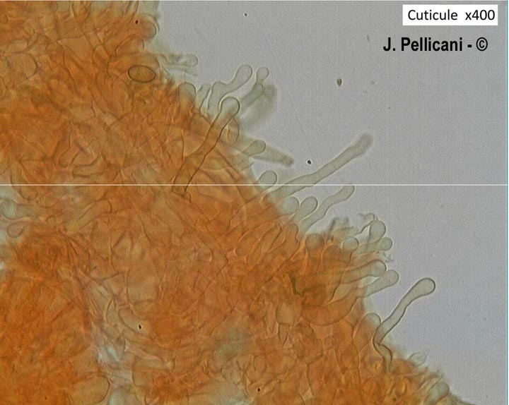 Ramicola haustellaris