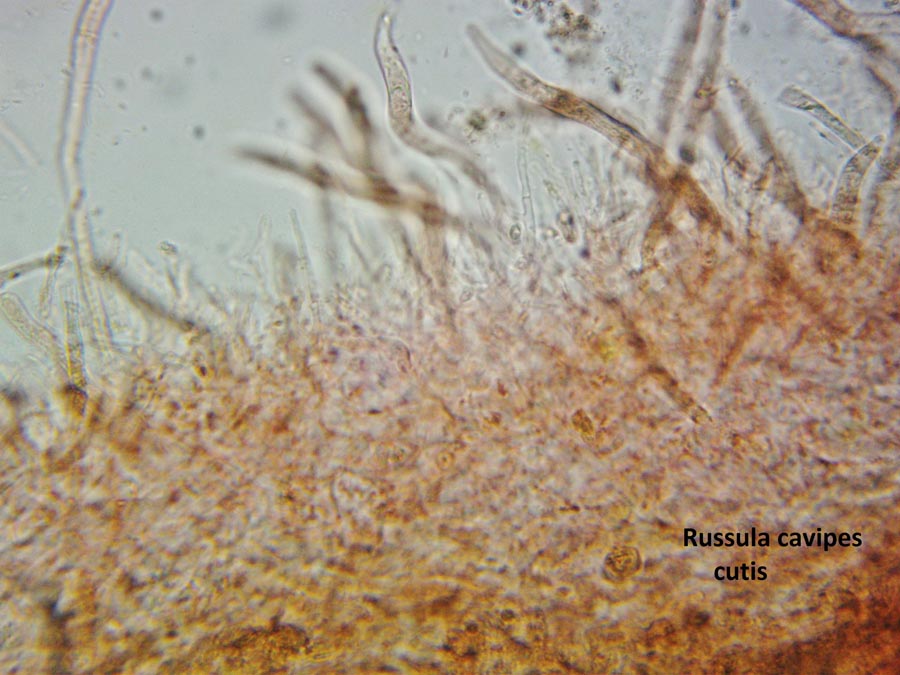 Russula cavipes