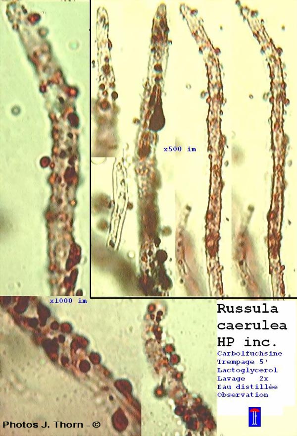 Russula coerulea