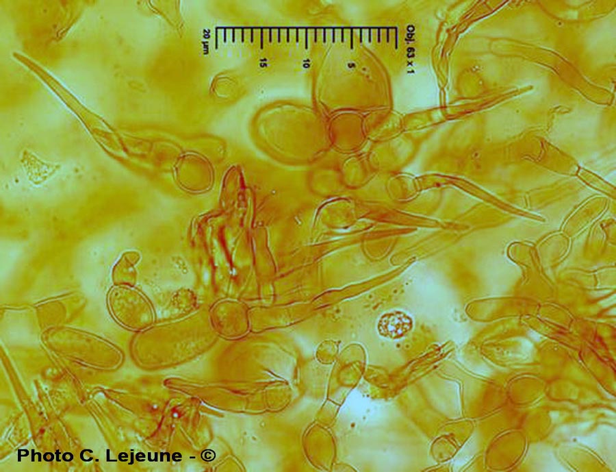 Russula violeipes f. citrina