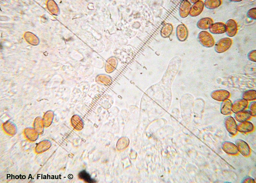 Agrocybe pusiola