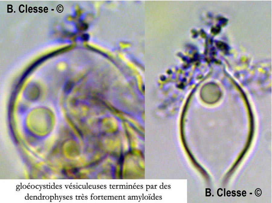 Aleurobotrys botryosus (Aleurodiscus botryosus)