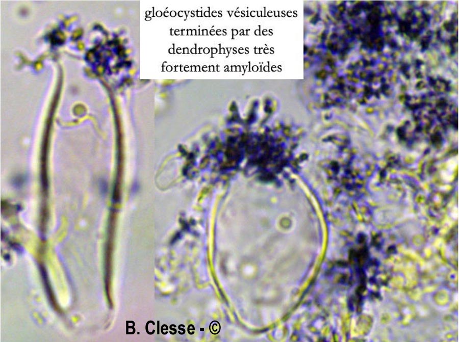 Aleurobotrys botryosus (Aleurodiscus botryosus)
