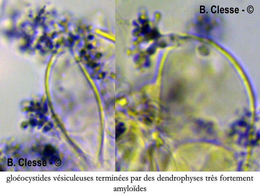 Aleurobotrys botryosus (Aleurodiscus botryosus)