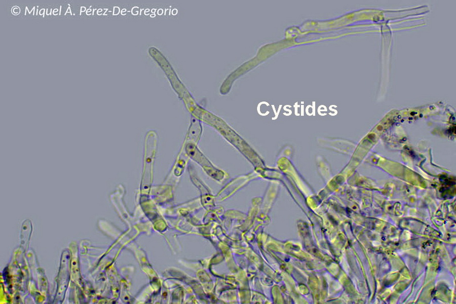 Amylocorticium subsulphureum