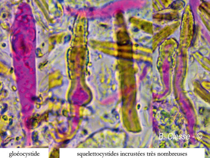 Amylostereum chailletii