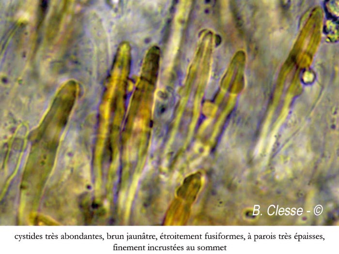 Amylostereum chailletii