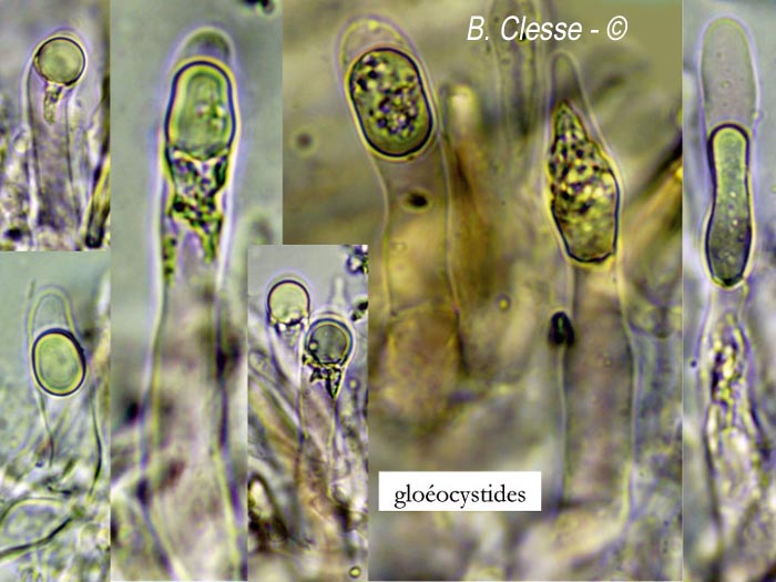 Amylostereum chailletii