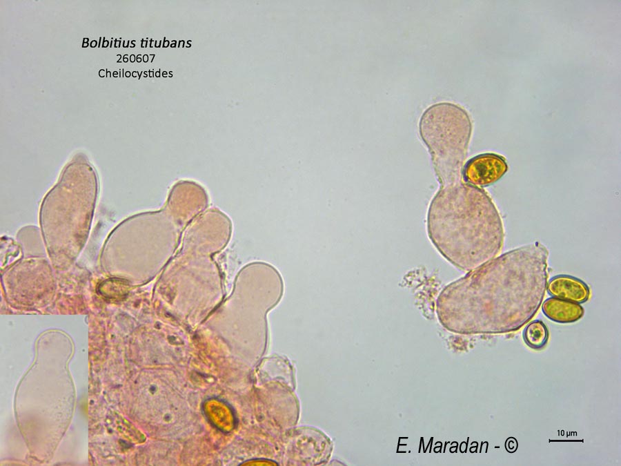 Bolbitius titubans (Bolbitius vitellinus)
